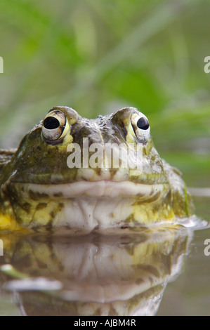 Rana toro in acqua - Ritratto Foto Stock