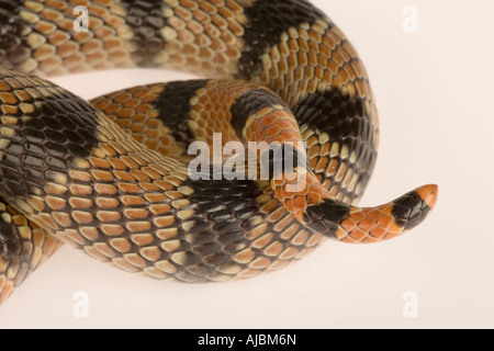 Close-up del corpo a spirale e la coda di una Cape Coral Snake (Aspidelaps lubricus lubricus) Foto Stock