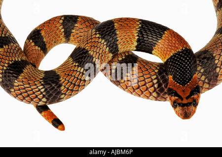 Ritratto di testa e di coda di una Cape Coral Snake (Aspidelaps lubricus lubricus) Foto Stock