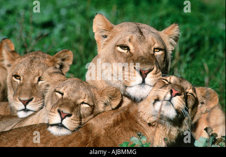 Leonessa (Panthera leo) e lupetti giacente in erba verde dormire Foto Stock