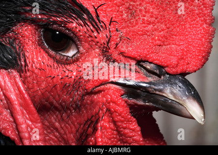 Extreme Close-up della testa di un gallo (Gallus gallus domesticus) Foto Stock
