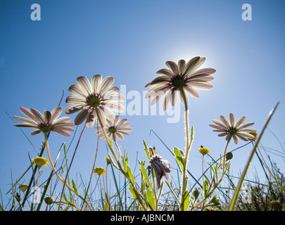 Un basso angolo di margherite selvatiche con il sole in background Foto Stock