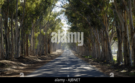 La mattina presto la luce del sole che splende attraverso un baldacchino di Bluegums sulla strada Visserhoek Foto Stock