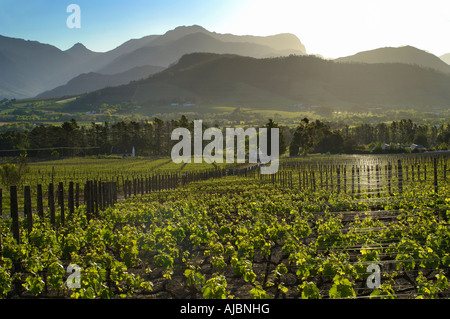 Tramonto Vista sul vigneto Foto Stock