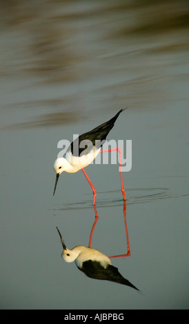 Immagine speculare di black-winged Stilt guadare attraverso l acqua Foto Stock