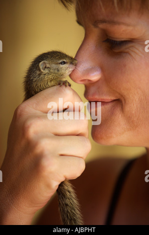 Donna che mantiene la massa Baby scoiattolo (Xerus inauris) Foto Stock