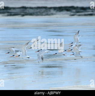 Un gregge di Lesser Crested Tern (sterna bengalensis) Volando sul tidal flats Foto Stock