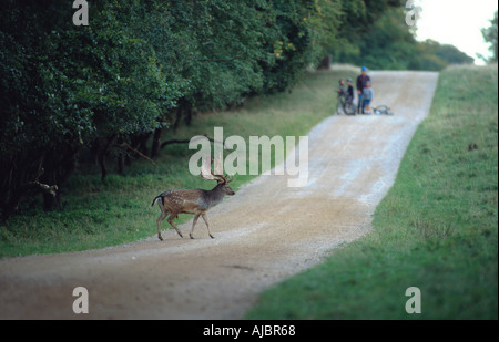 Daini (Dama Dama, Cervus dama), promenaders guardando il cervo passando, Germania, Schleswig-Holstein, Flensburg Foto Stock