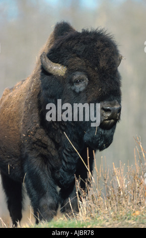 Bisonti americani, legno bison, Buffalo (Bison bison athabascae), Bull, Canada, Alberta Foto Stock