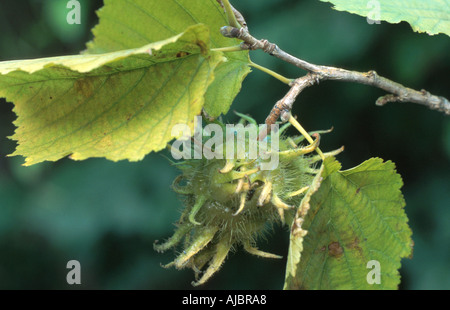 Bagno turco nocciolo (Corylus colurna), giovani donne infrutescences Foto Stock