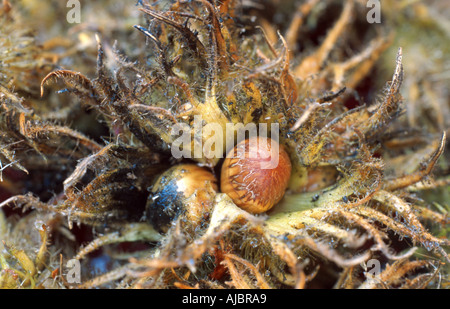 Bagno turco nocciolo (Corylus colurna), maturi frutti femmina Foto Stock