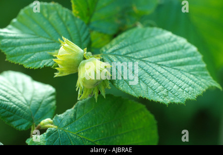 Comune di nocciolo (Corylus avellana), ramoscello con frutti immaturi Foto Stock