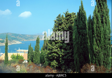 Italian cipresso (Cupressus sempervirens), grove Foto Stock