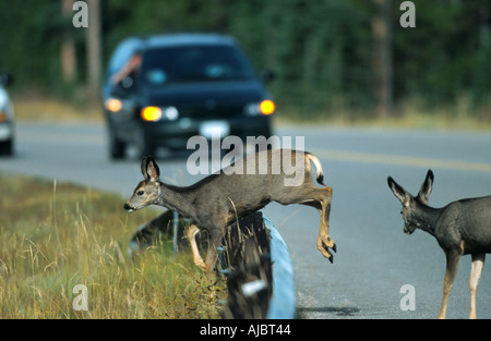 Mulo cervo nero-tailed deer (Odocoileus hemionus), femmine attraversando via, Canada, Alberta Foto Stock
