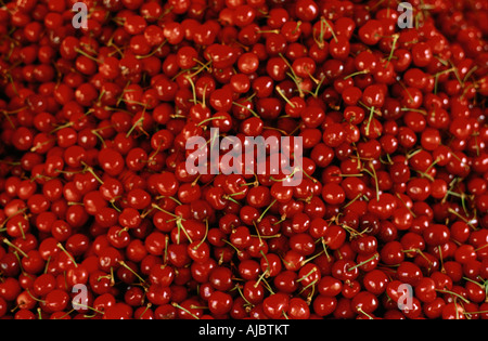 Breton ciliege rosse - Telaio completo Foto Stock