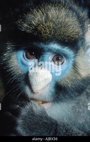 Maggiore bianco-guenon naso, putty-becchi di scimmia (Cercopithecus nictitans), ritratto Foto Stock