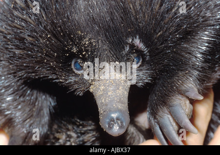 A breve dal naso a echidna, a breve becco echidna anteater spinosa (Tachyglossus aculeatus), ritratto, Australia, Brisbane, Brisbane Foto Stock