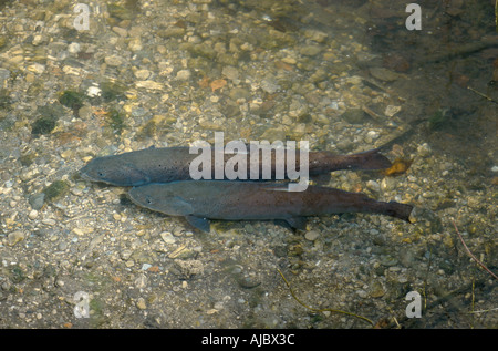 Il salmone del Danubio, huchen (Hucho hucho), coppia riproduttiva oltre il dump di deposizione delle uova in un ruscello accanto al Inn Foto Stock