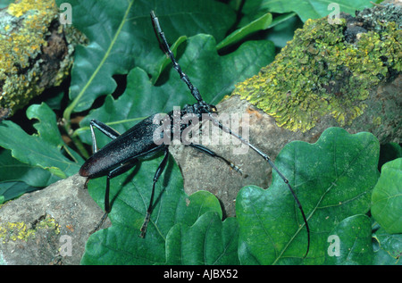 Grande coleottero capricorno, quercia cerambyx (Cerambyx cerdo), sul ramo di quercia, Croazia Foto Stock