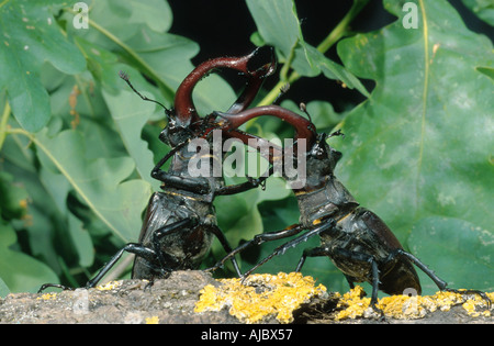 Stag beetle, Europeo stag beetle (lucanus cervus), combattendo i maschi sul ramo di quercia Foto Stock