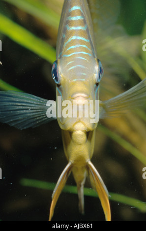 Verde (discus Symphysodon aequifasciata aequifasciata), ritratto, vista frontale Foto Stock