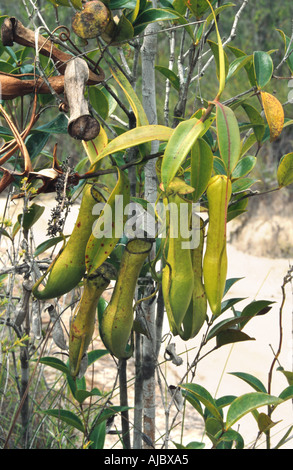 Pianta brocca (Nepenthes gracilis), di forma tubolare foglie, Malaysia, Sarawak, Baku NP Foto Stock