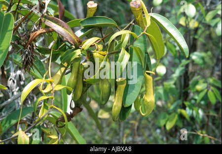 Pianta brocca (Nepenthes gracilis), epifite con forma tubolare, lascia la Malesia, Sarawak, Baku NP Foto Stock