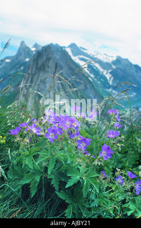 Legno (cranesbill Geranium sylvaticum), nel paesaggio alpino, fioritura, Svizzera Foto Stock