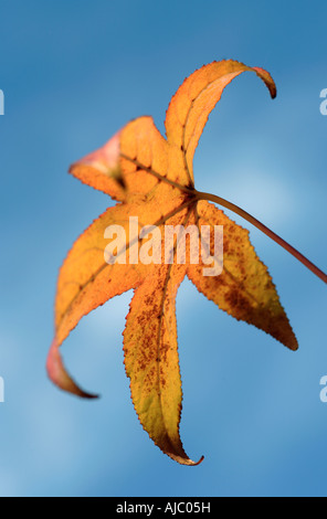 Albero di acero foglia contro un cielo blu Foto Stock