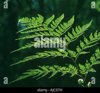 Sette settimane di fronde di felce Foto Stock
