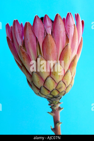 Re Protea (Protea cynaroides) su uno sfondo blu Foto Stock