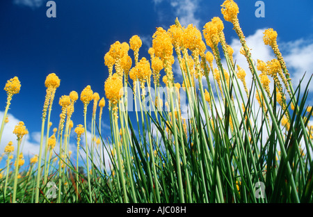 A basso angolo di visione del giallo del gatto di fiori di coda (Bulbinella latifolia) nel campo Foto Stock