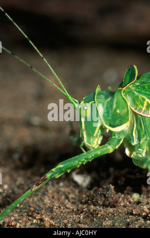 Close-up di un Shieldbacked Katydid (Chlorodectes loquax Rentz) Foto Stock