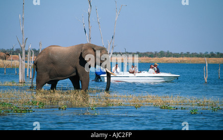 I turisti la visualizzazione di elefante africano (Loxodonta africana) da barca Foto Stock