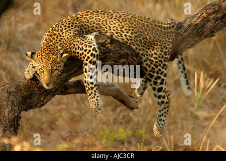Giovani Leopard (Panthera pardus) si distribuisce su un ramo in appoggio Foto Stock
