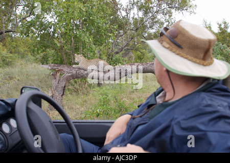 L'uomo guarda un Leopard su un ramo dal sedile di guida di una partita aperta il veicolo Foto Stock