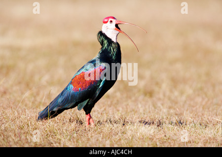 Una vista laterale delle rare Southern calvo Ibis (Geronticus calvus) con il suo becco aperto Foto Stock