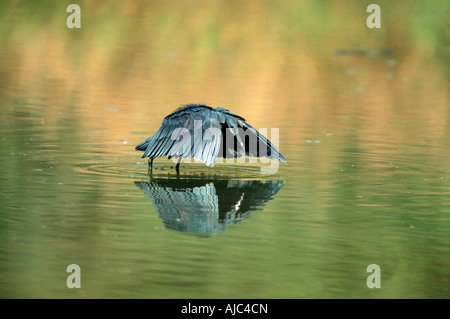 Airone nero (airone) (Egretta ardesiaca) creando un non-Area riflettente con le sue ali per la caccia di successo Foto Stock