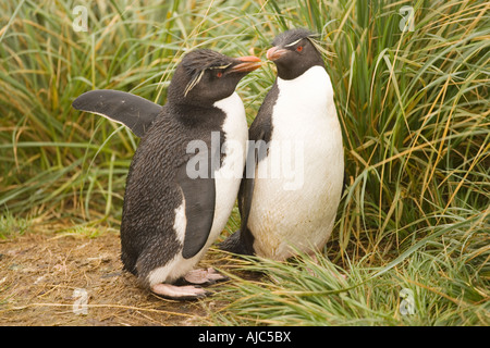 Sud del pinguino saltaroccia (Eudyptes chrysocome chrysocome) Coppia Foto Stock