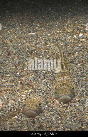 Grande weever, maggiore weever (Trachinus draco), scavate nella sabbia Foto Stock
