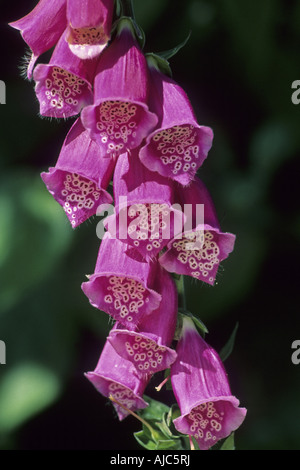Foxglove comune, viola foxglove (Digitalis purpurea), infiorescenza Foto Stock