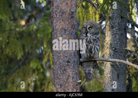 Grande grigio allocco (Strix nebulosa), adulto seduto su un abete, Svezia Foto Stock