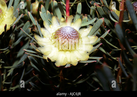 Chiusura del Thistle Protea dopo la pioggia- Protea scolymocephala- Famiglia Proteaceae Foto Stock