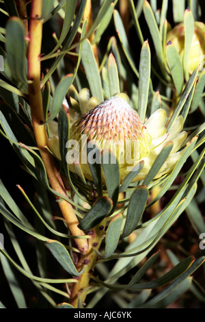 Chiusura del Thistle Protea - Protea scolymocephala- Famiglia Proteaceae Foto Stock