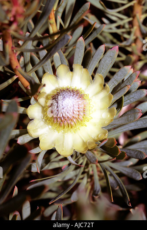 Chiusura del Thistle Protea dopo la pioggia - Protea scolymocephala- Famiglia Proteaceae Foto Stock