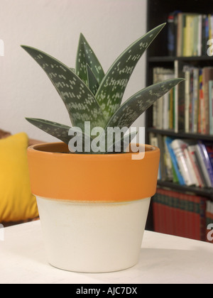 Partridge-breasted aloe (Aloe variegata), pianta in vaso Foto Stock