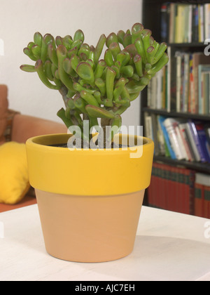 Impianto di giada, jade tree, dollar impianto (Crassula ovata Gollum, Crassula argentea, Crassula obliqua, Crassula portulacea), vasi di p Foto Stock