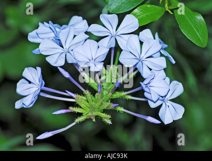 Plumbago auriculata syn. Plumbago capensis. Cape Leadwort Foto Stock