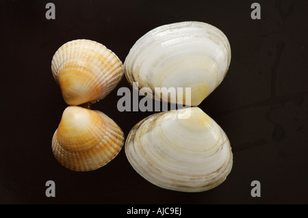 Conchiglie di mare con una profondità di campo ridotta Foto Stock