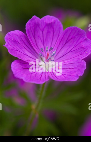 Bloody cranesbill Geranium sanguineum Millers Dale Deryshire inizio Luglio Foto Stock